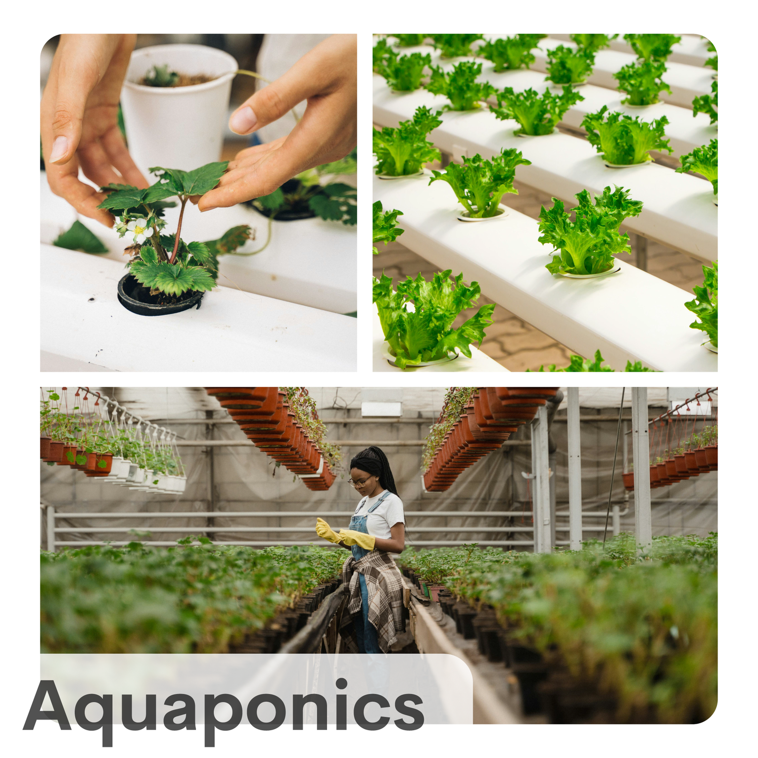 Aquaponics